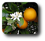 Miele di Zagara d´Arancio Orange Honig 250g