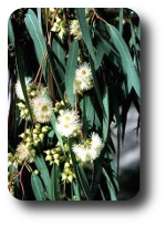 Miele di Eucalipto  Eukalyptus-Honig 205g