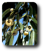 Miele di Eucalipto  Eukalyptus-Honig 205g