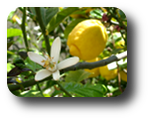 Miele di Zagara di Limone - Zitrone Honig  250g