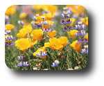 Miele di Millefiori Blumen Honig 250g